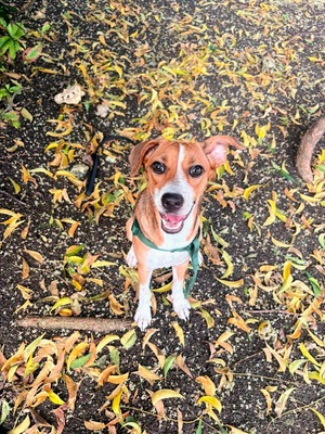 Adopter Changai