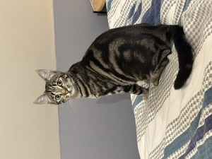 Adopter Sunset 