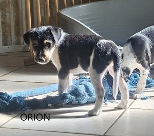 Adopter Orion