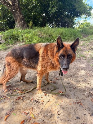 Adopter Néron