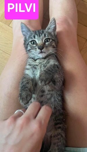 Adopter PILVI