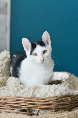 Adopter Bouba