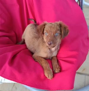 Adopter Doria