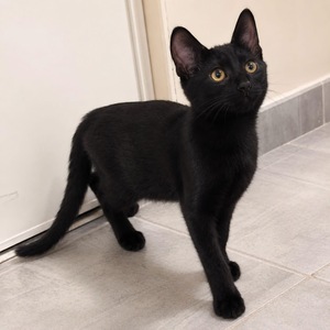 Adopter Orion