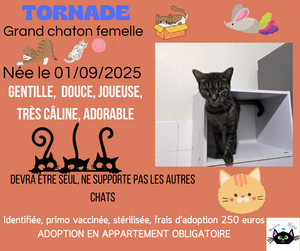 Adopter Tornade