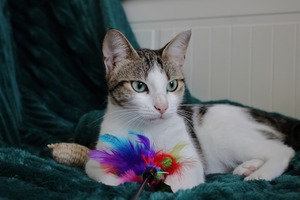 Adopter Appi