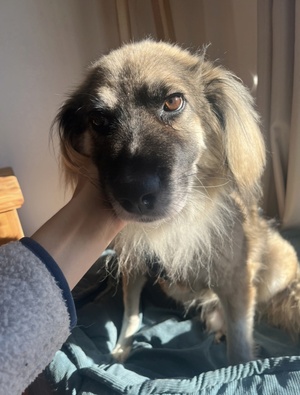 Adopter Victor
