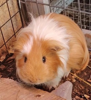 Adopter Terah