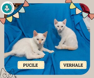 Adopter Pucile et Verhale
