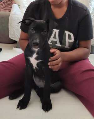 Adopter Stella