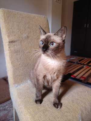 Adopter Ocre
