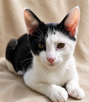 Adopter Boubou