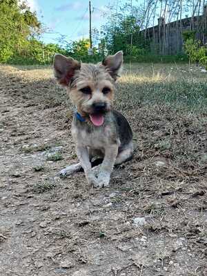 Adopter Mario