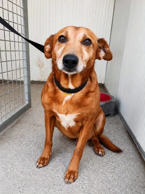 Adopter Benny