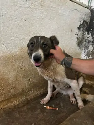 Adopter Rocky