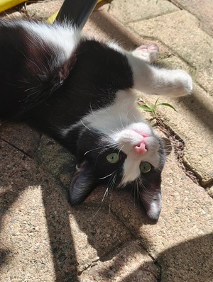 Adopter TAHIN