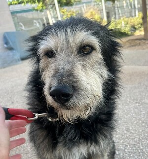 Adopter Sam