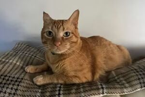 Adopter Butanillo