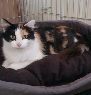 Adopter Sari