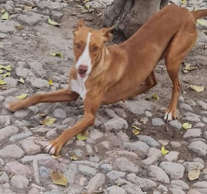 Adopter Vénus