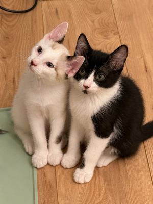 Adopter Jean