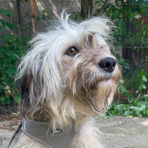 Adopter LISSA
