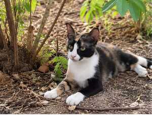 Adopter Chanel