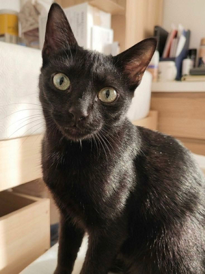 Adopter BAGHEERA