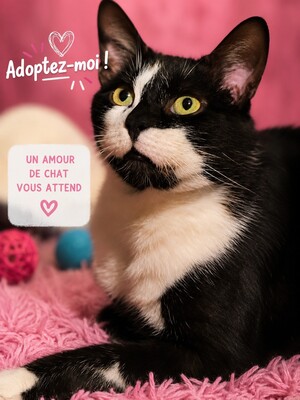 Adopter Bouty