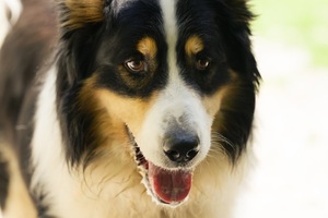 Adopter Newton