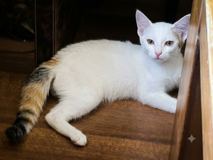 Adopter Belle