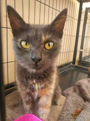 Adopter Cémavie
