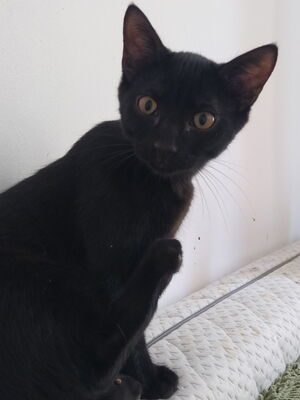 Adopter Oslo