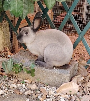 Adopter Snowball