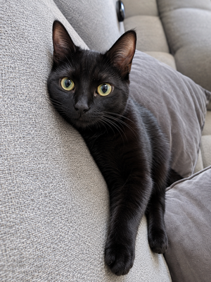 Adopter Odin