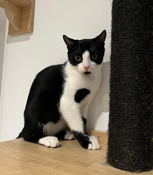Adopter Charly