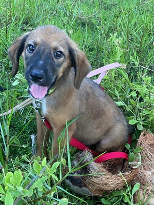 Adopter Zelda