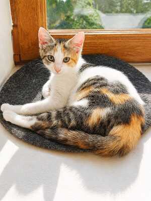 Adopter Bonbon et bulle