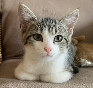 Adopter Bilbo