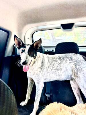 Adopter Milka 