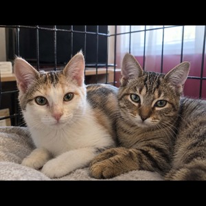 Adopter Bart et Mikado
