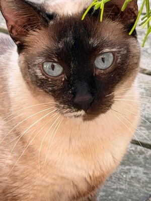 Adopter LYNN
