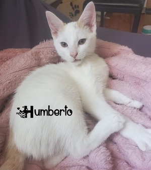 Adopter Humberto