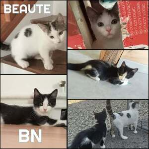 Adopter BN et BEAUTE A réserver 