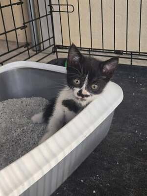 Adopter Pistache