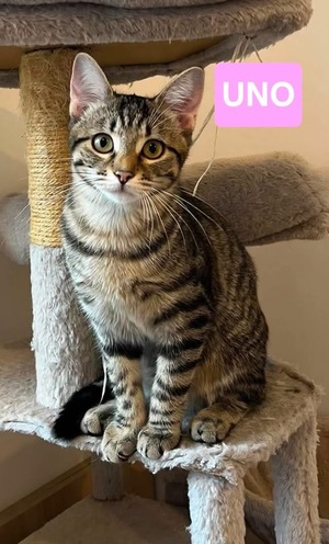 Adopter Uno