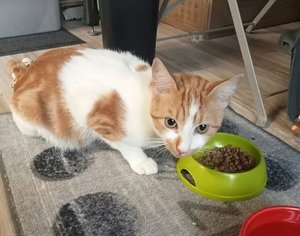 Adopter Vaillant
