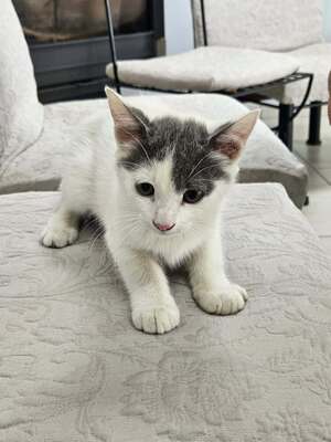 Adopter TOASTY