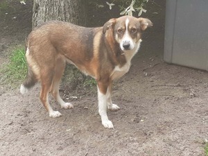 Adopter Félicia