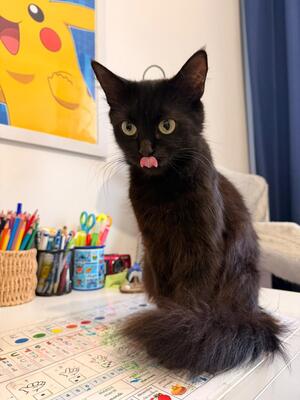 Adopter Cassie